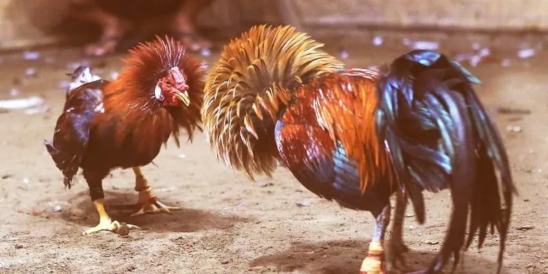 Đá Gà Thomo – Trực Tiếp Từ Trường Gà Campuchia, Kèo Chuẩn 3 Quy tắc thi đấu gà thomo khá rõ ràng và chi tiết