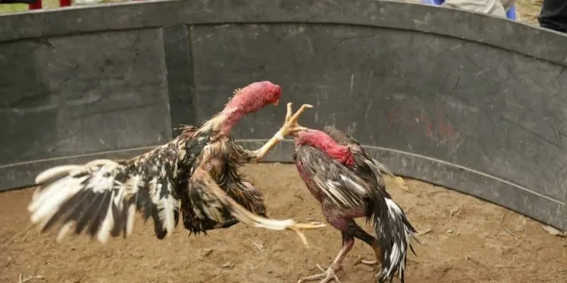 Đá Gà Thomo – Trực Tiếp Từ Trường Gà Campuchia, Kèo Chuẩn 4 Với nhiều ưu điểm nổi bật, Kwin là địa chỉ quen thuộc của nhiều tín đồ đam mê gà thomo