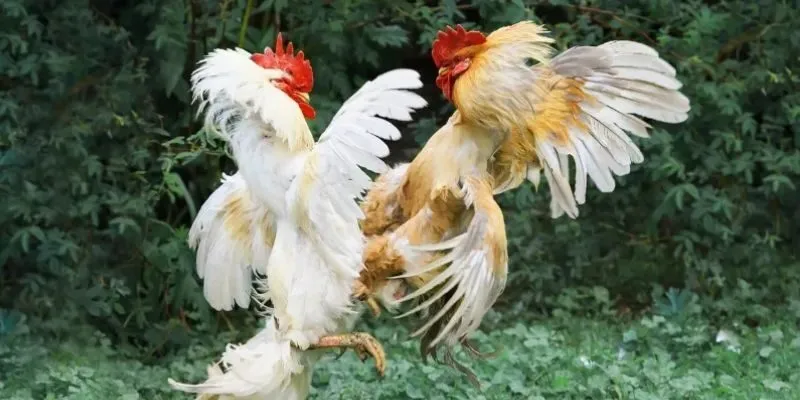 Bỏ túi những mẹo áp dụng thuật ngữ đấu gà giúp hội viên tự tin tham gia