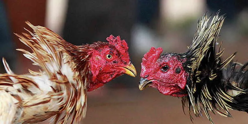 da ga abc8 tim hieu 1