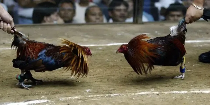 Đá Gà Cựa Sắt Tại Kwin - Bộ Môn Yêu Thích Của Tín Đồ Gà Chọi 2 Lý do những tín đồ mê gà chọi lựa chọn bộ bên đá gà cựa sắt tại Kwin