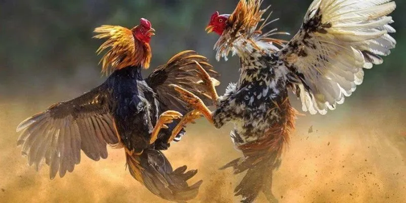 Xem gà chọi Kwin Sân chơi truyền thống giữa nhịp hiện đại 2 Kwin địa chỉ xem gà chọi cực đỉnh