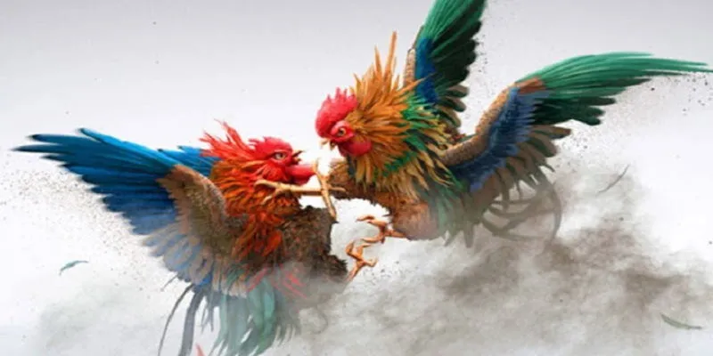 Xem gà chọi Kwin Sân chơi truyền thống giữa nhịp hiện đại 3 Các bước trải nghiệm trận đấu hấp dẫn